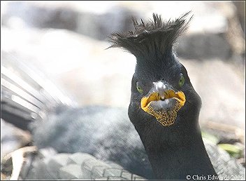 Photo  Copyright 2005 Chris Edwards