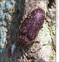Death-watch Beetle - Photo © Copyright 2001 G. Bradley