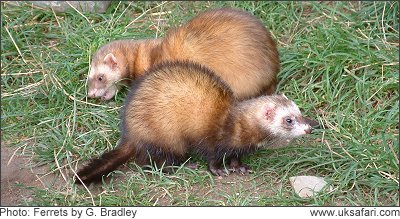 Ferrets - Photo © Copyright 2008 G. Bradley