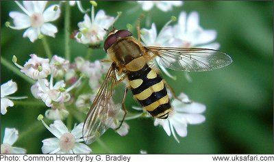 Syrphus ribesii - Photo © Copyright 2005 Gary Bradley