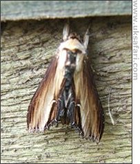 Mullein Moth - Photo © Copyright 2006 Graham Sealey