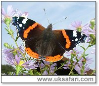 Red Admiral - Photo  Copyright 2005 Gary Bradley