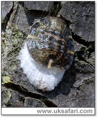 Scale Insect - Photo © Copyright 2007 Dave Green