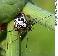 Mothercare spider - Photo © Copyright 2008 Gary Bradley