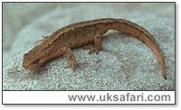 Smooth Newt - Photo © Copyright 2001 Gary Bradley