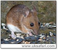 Yellow-Necked Mouse - Photo © Copyright 2003 Gary Bradley